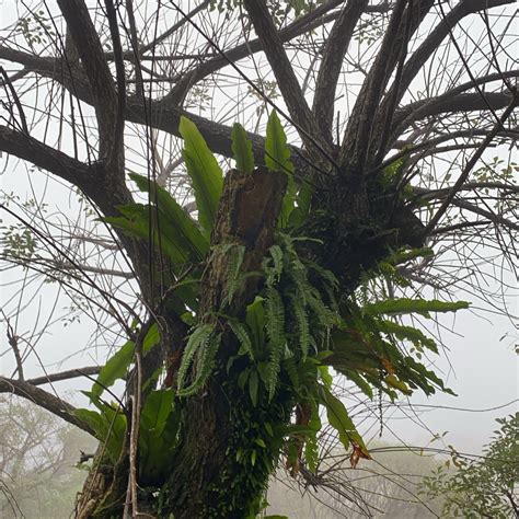 鳥巢蕨風水|【鳥巢蕨風水】鳥巢蕨的風水奇效報你知！擺放家中開運轉運 – 章。